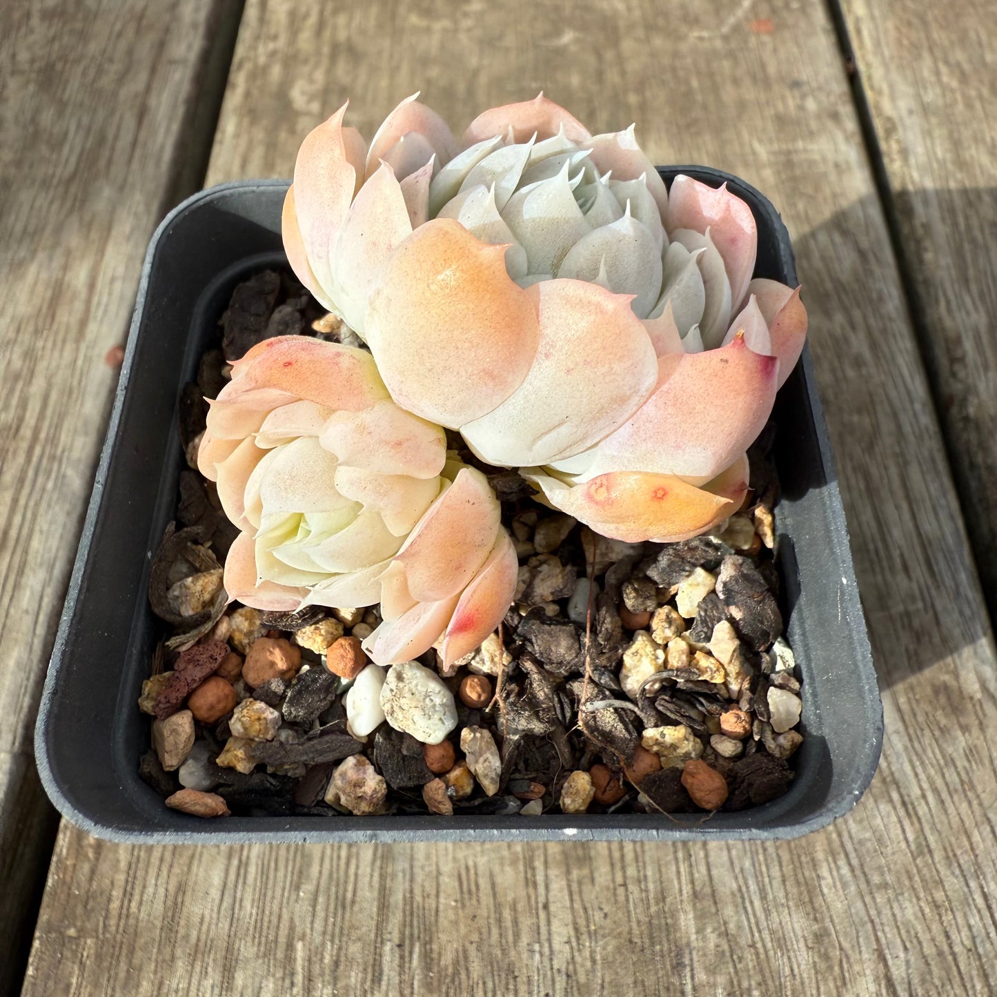 0909 Echeveria 'Princess Ariel'