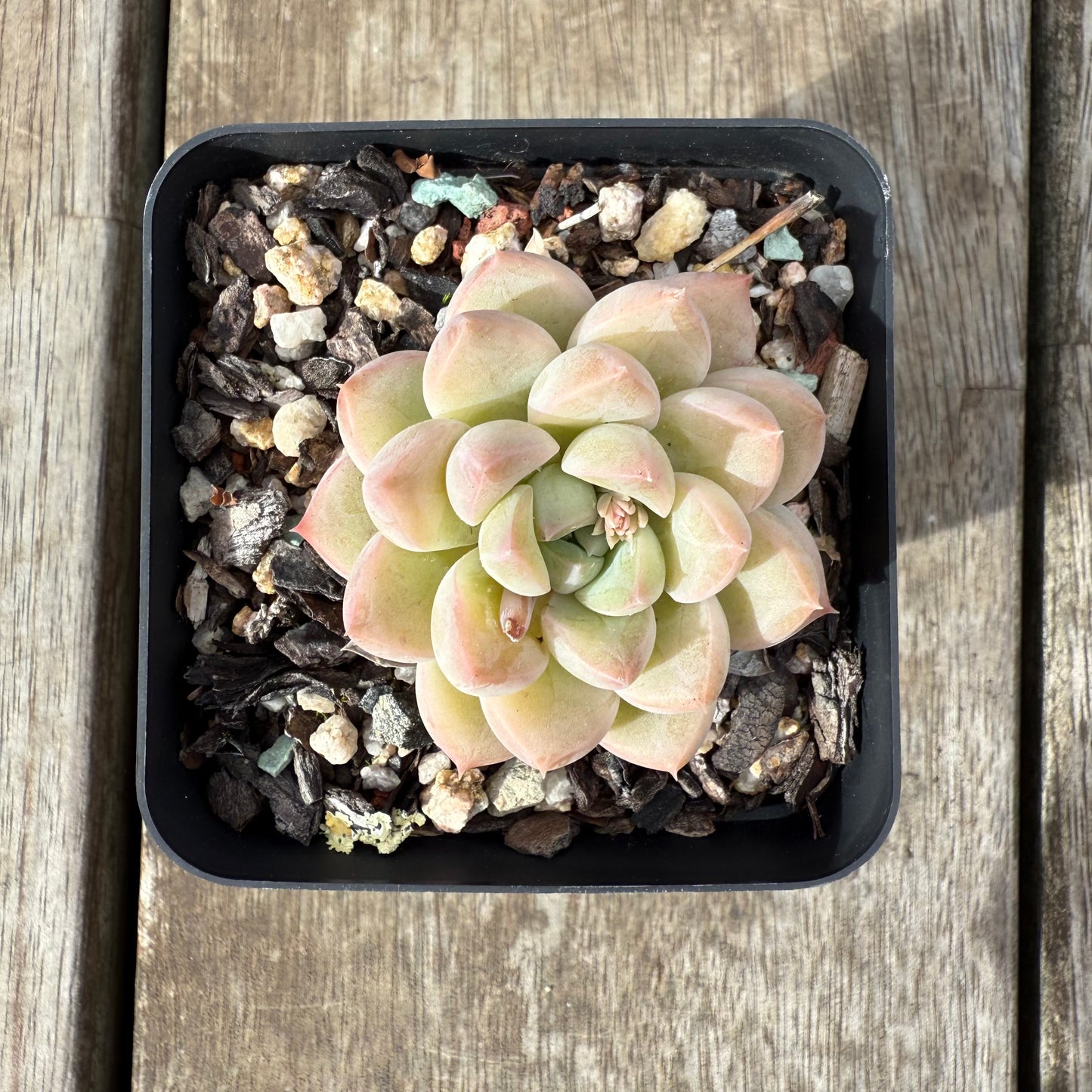 0909 Echeveria Racoon