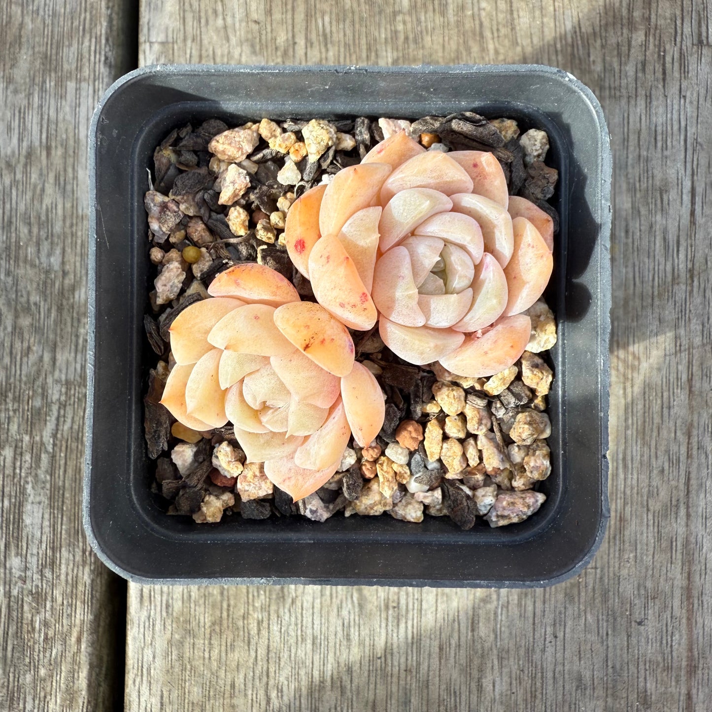 0909 Echeveria 'Tender Heart'