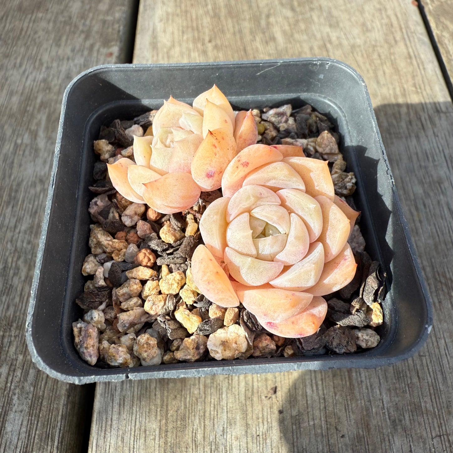 0909 Echeveria 'Tender Heart'