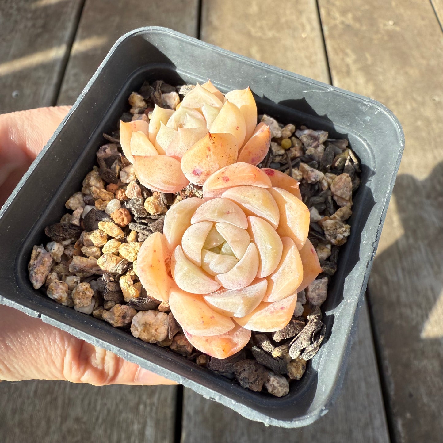 0909 Echeveria 'Tender Heart'