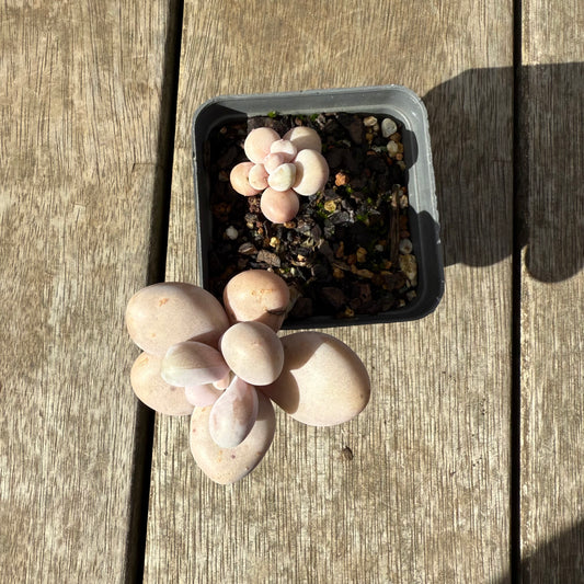 0909 Graptopetalum Amethystinum / Lavender Pebbles (minor marks)
