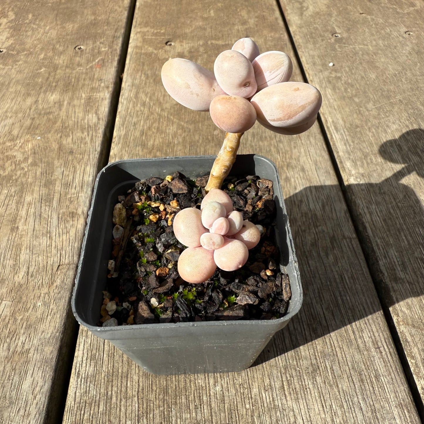 0909 Graptopetalum Amethystinum / Lavender Pebbles (minor marks)