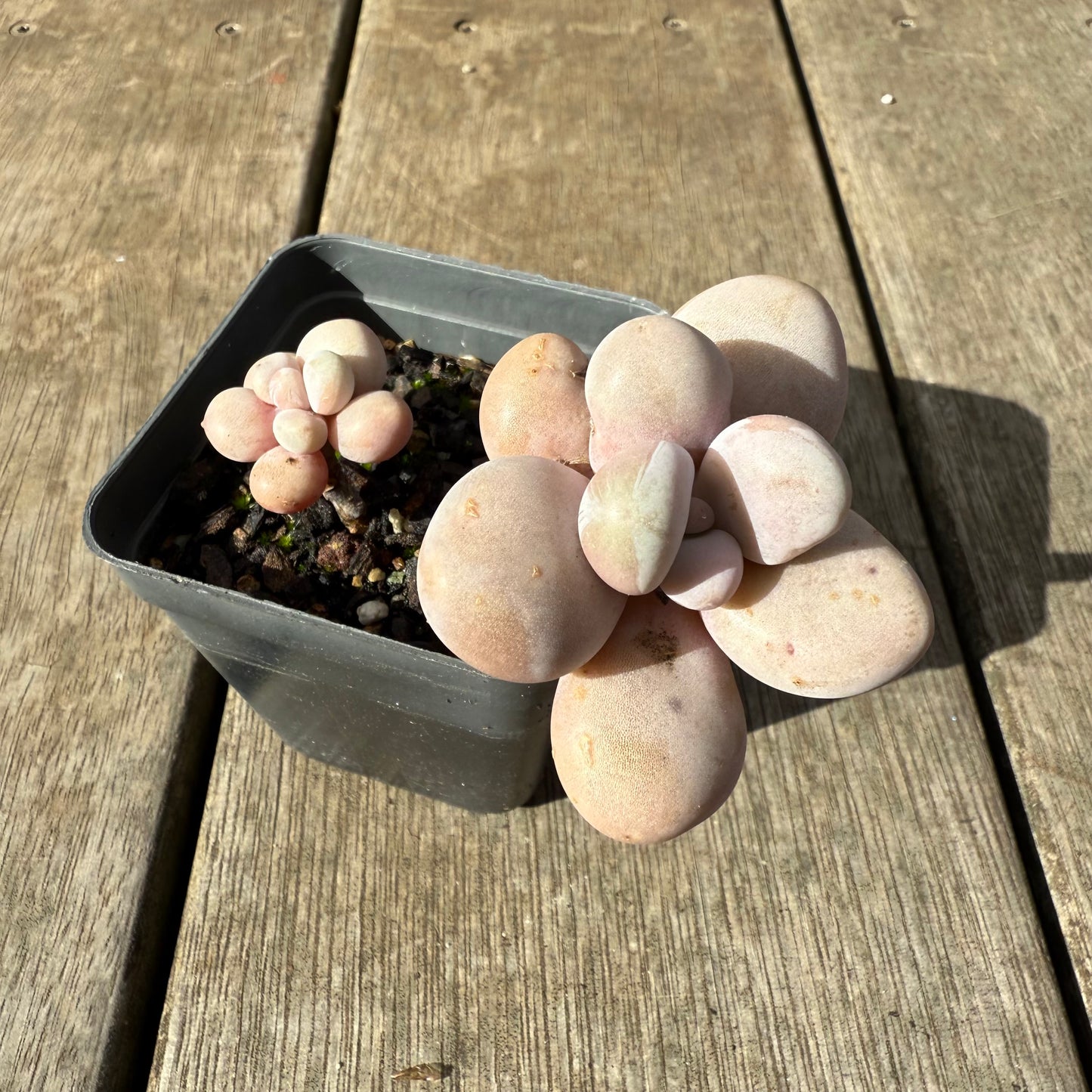 0909 Graptopetalum Amethystinum / Lavender Pebbles (minor marks)