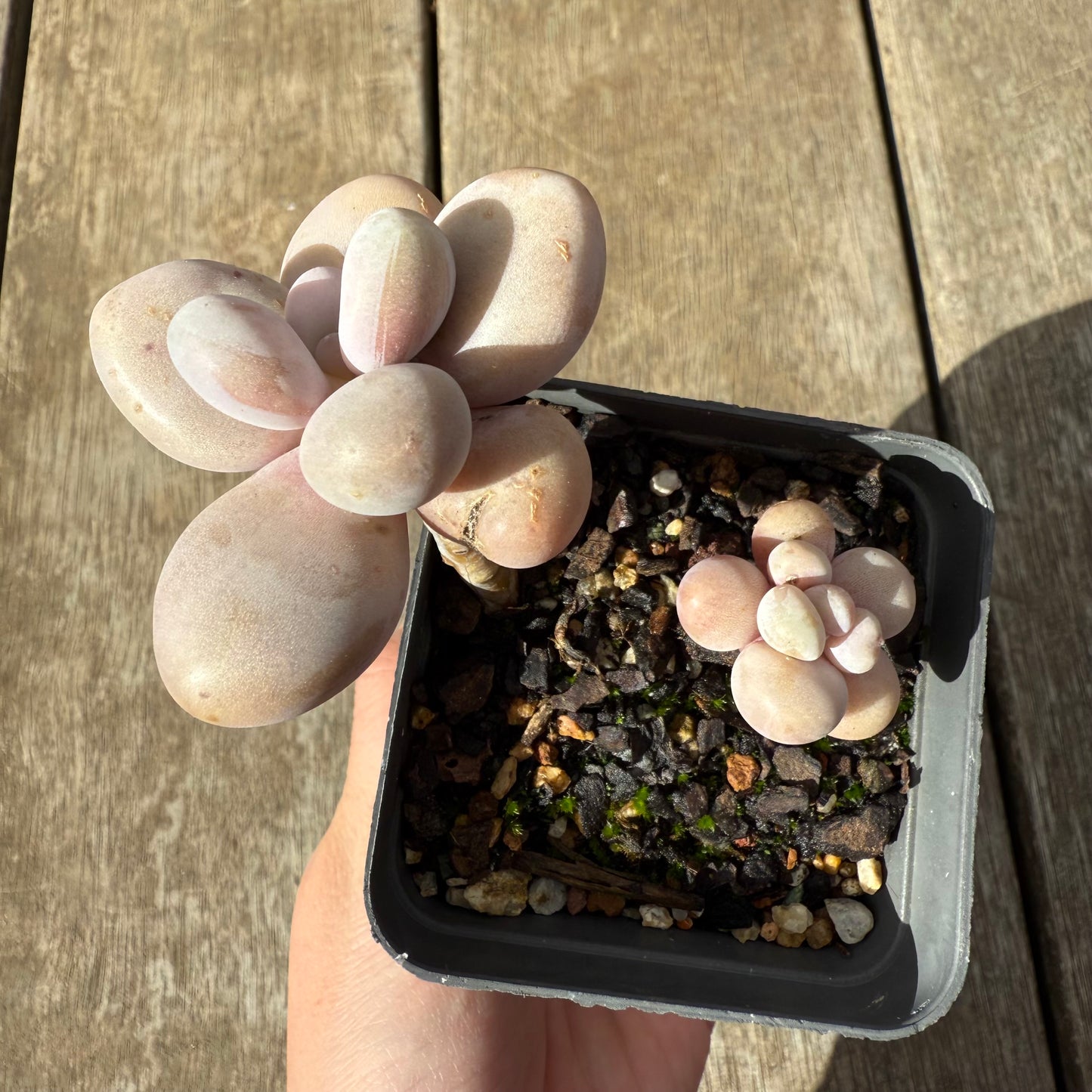 0909 Graptopetalum Amethystinum / Lavender Pebbles (minor marks)
