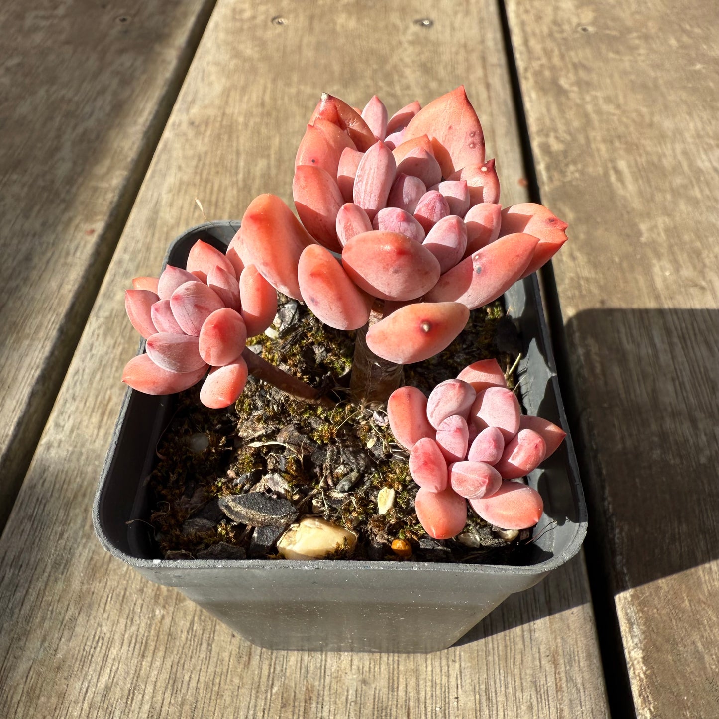 0909 Pachyveria Virgo