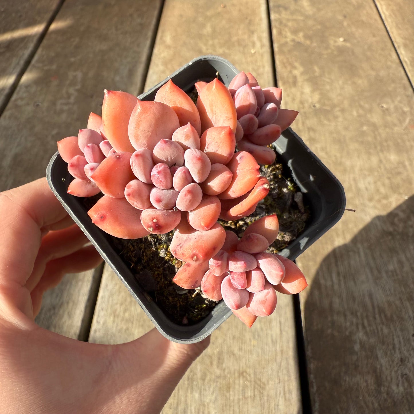 0909 Pachyveria Virgo