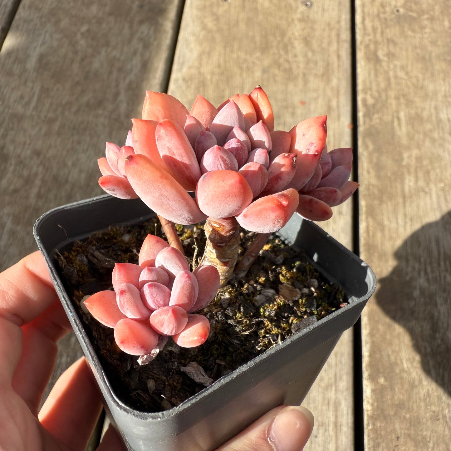 0909 Pachyveria Virgo