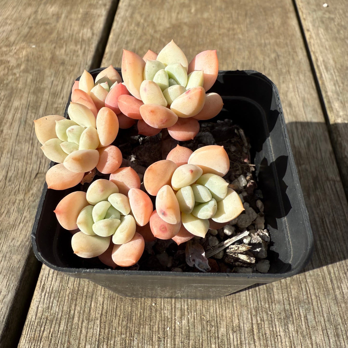 0909 Sedeveria Pudgy