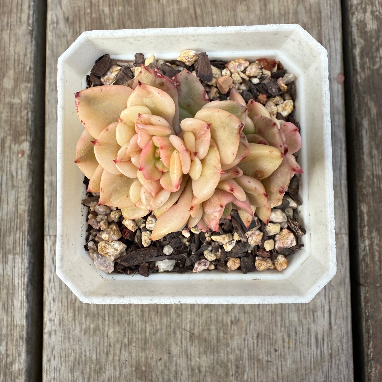 0909 Sedeveria Rolly Variegated (with pups)