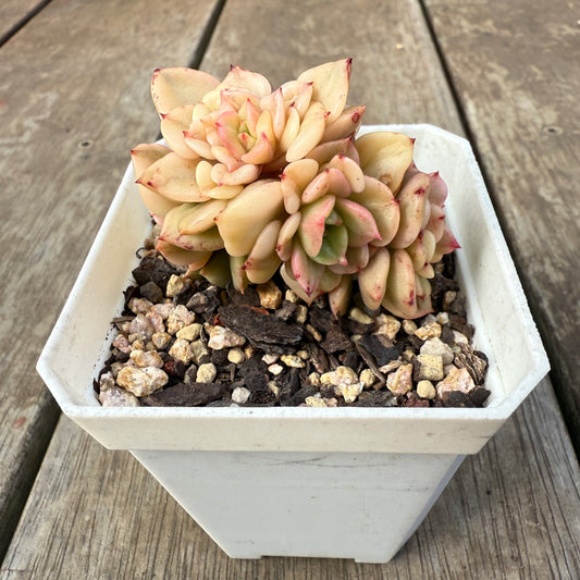 0909 Sedeveria Rolly Variegated (with pups)