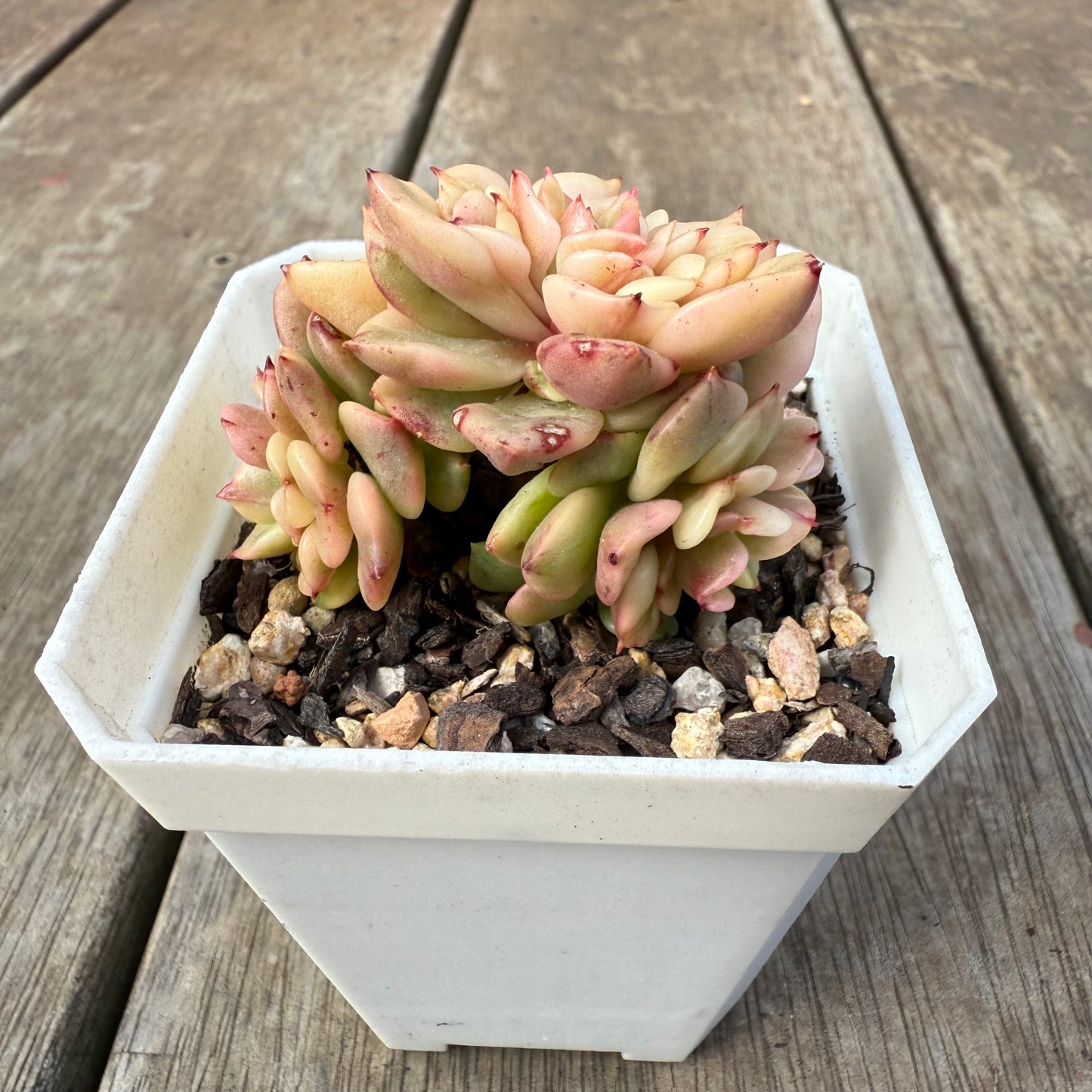 0909 Sedeveria Rolly Variegated (with pups)