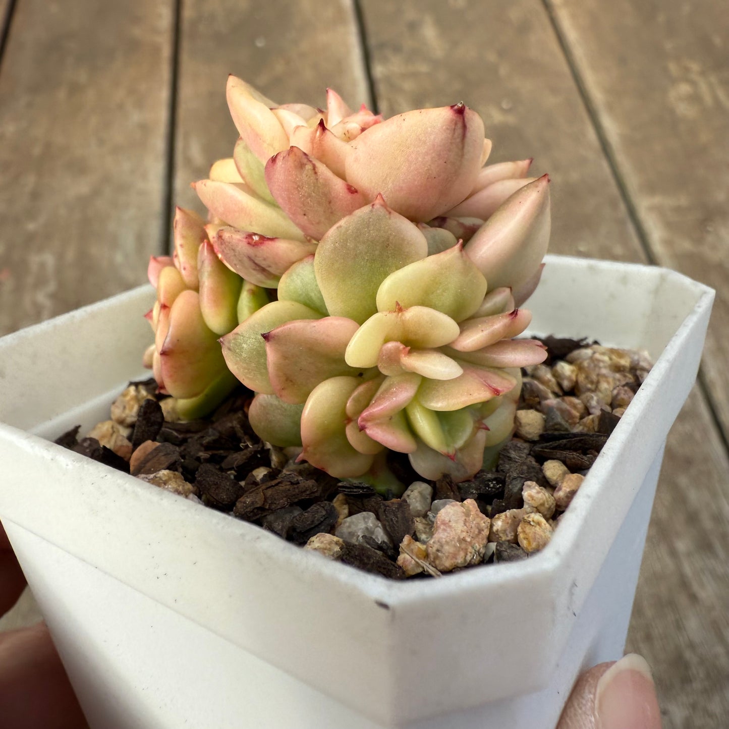 0909 Sedeveria Rolly Variegated (with pups)