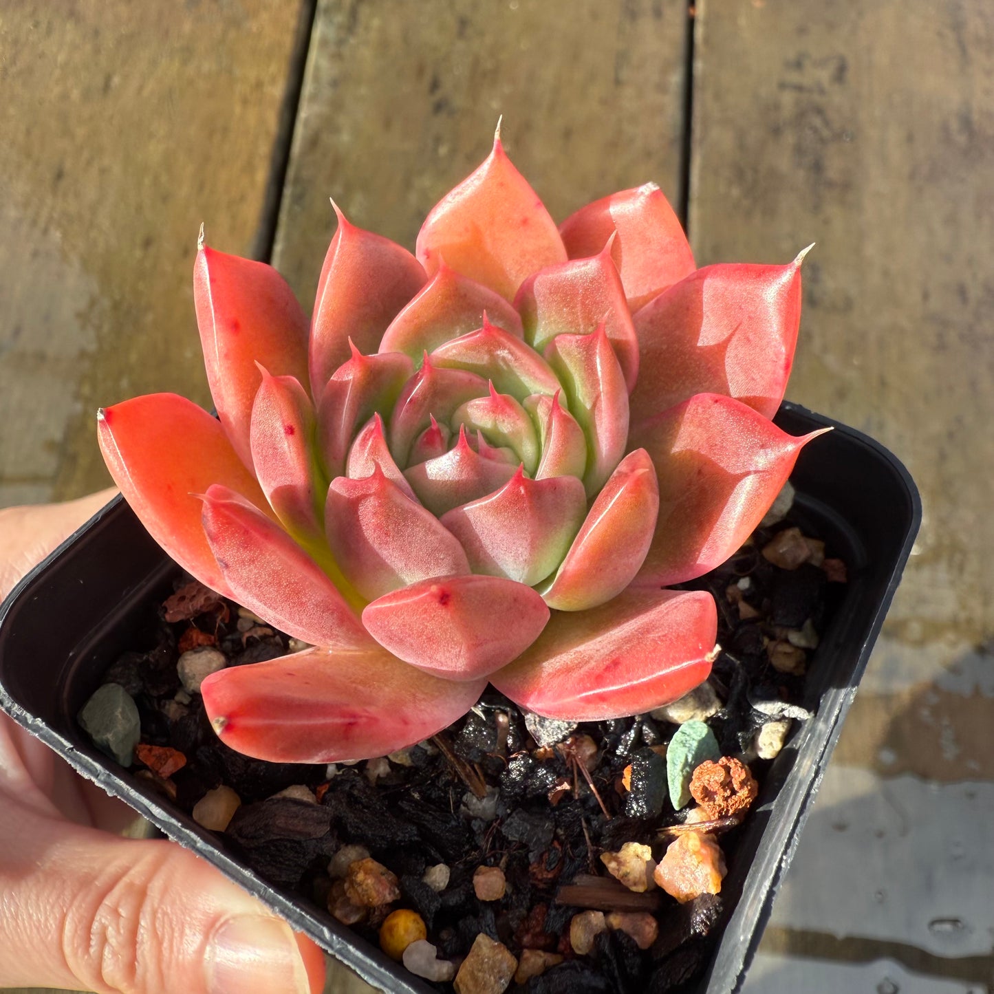 1006 Echeveria Agavoides 'Amelia'