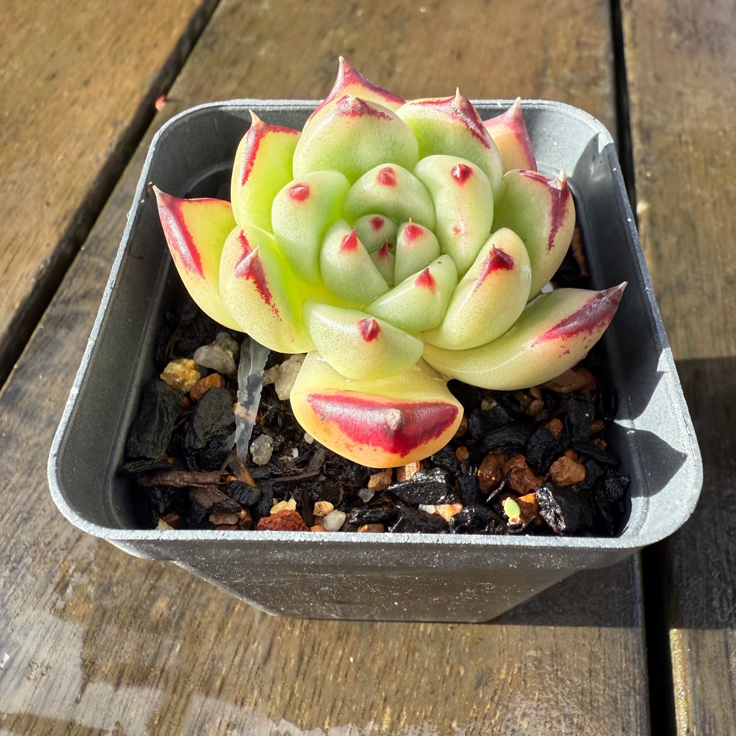 1006 Echeveria Agavoides Ebony (Fat Form)
