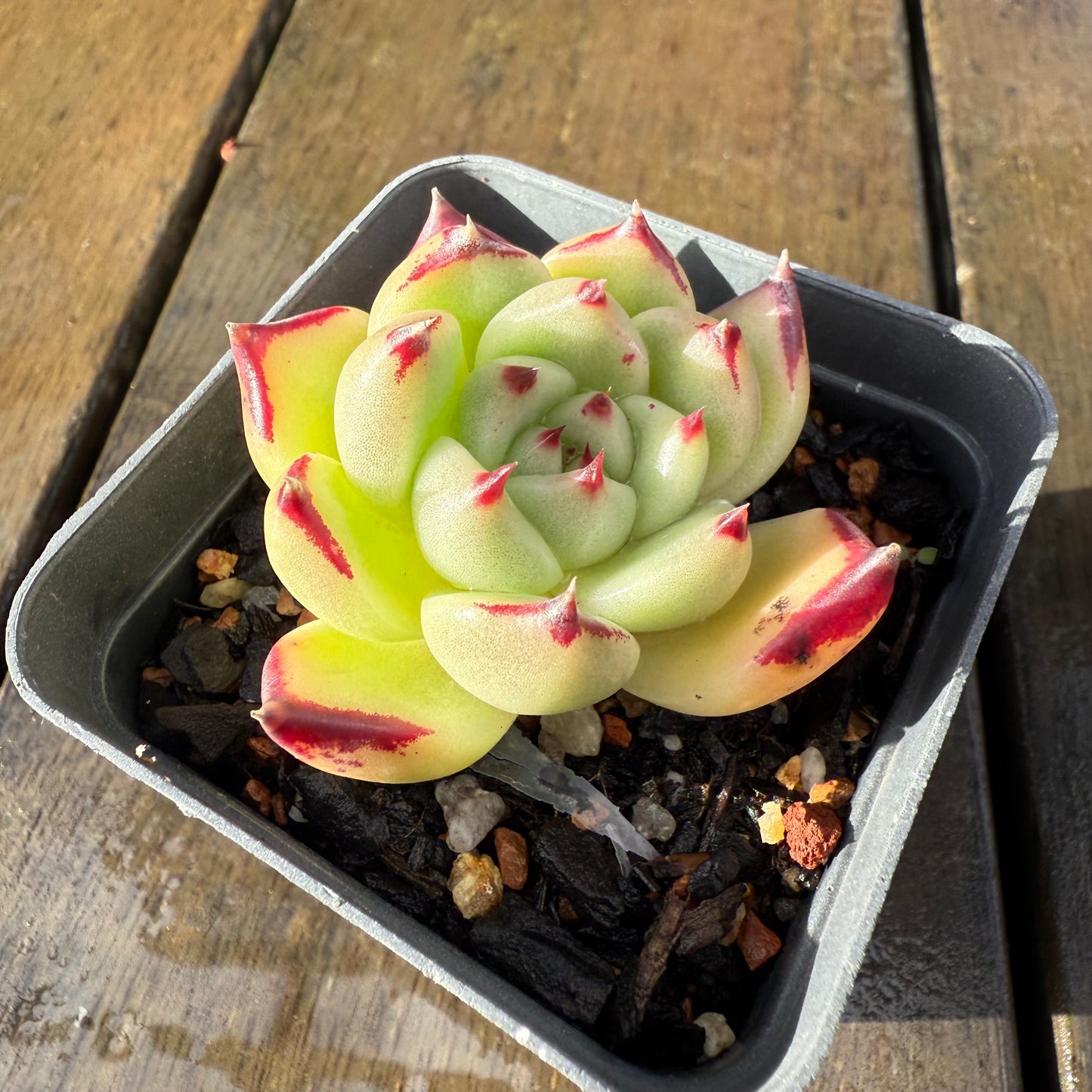 1006 Echeveria Agavoides Ebony (Fat Form)