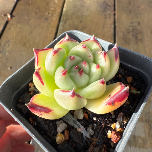1006 Echeveria Agavoides Ebony (Fat Form)