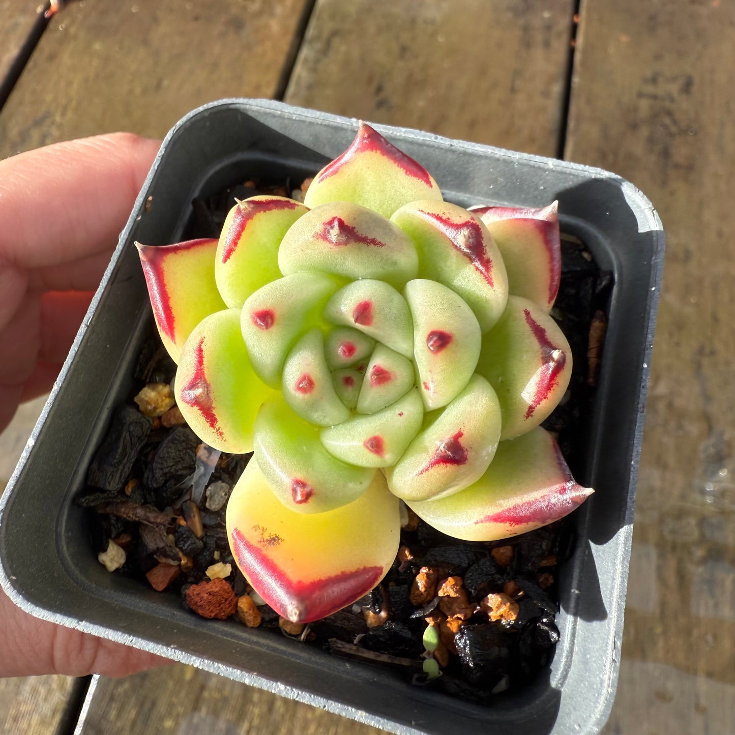 1006 Echeveria Agavoides Ebony (Fat Form)