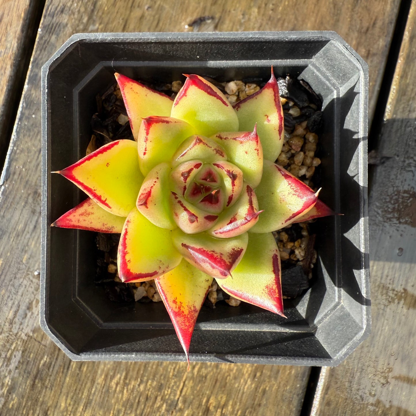 1006 Echeveria Agavoides Ebony 'Eyelash'