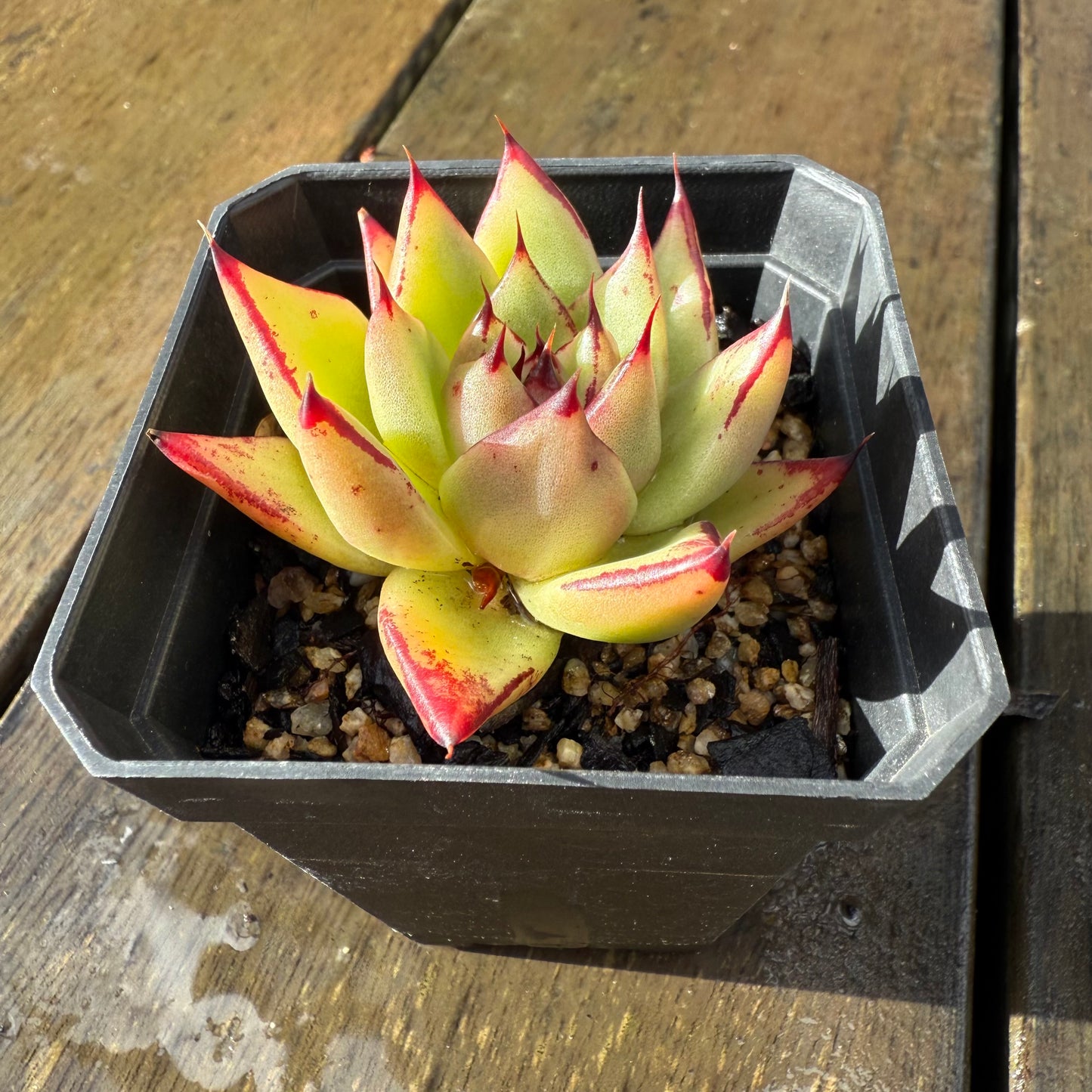 1006 Echeveria Agavoides Ebony 'Eyelash'