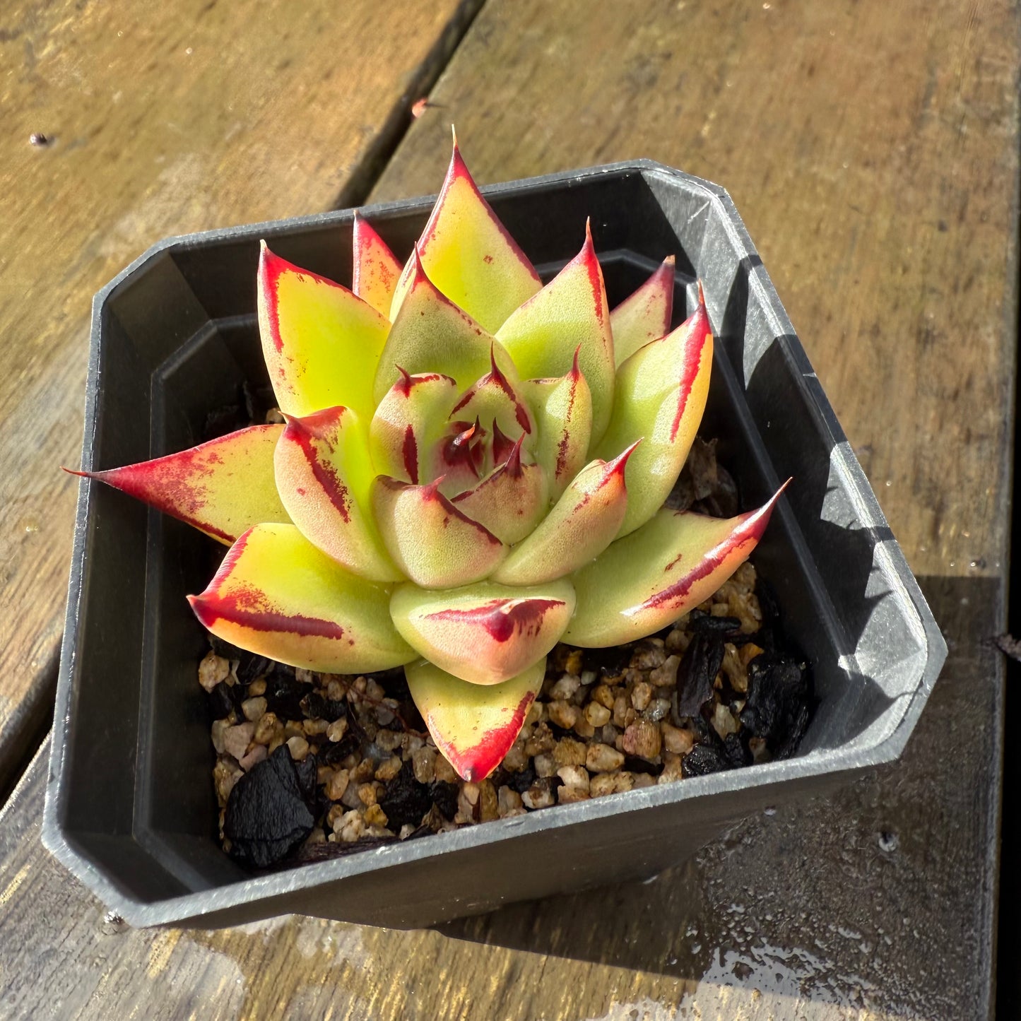 1006 Echeveria Agavoides Ebony 'Eyelash'