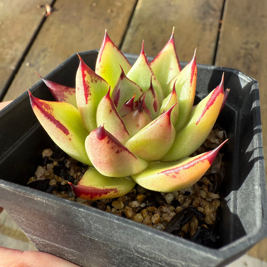 1006 Echeveria Agavoides Ebony 'Eyelash'