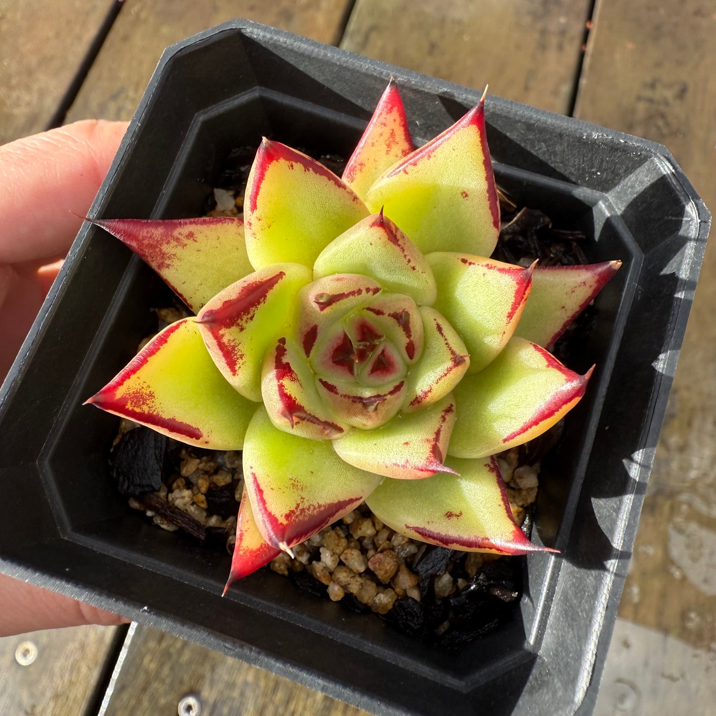 1006 Echeveria Agavoides Ebony 'Eyelash'