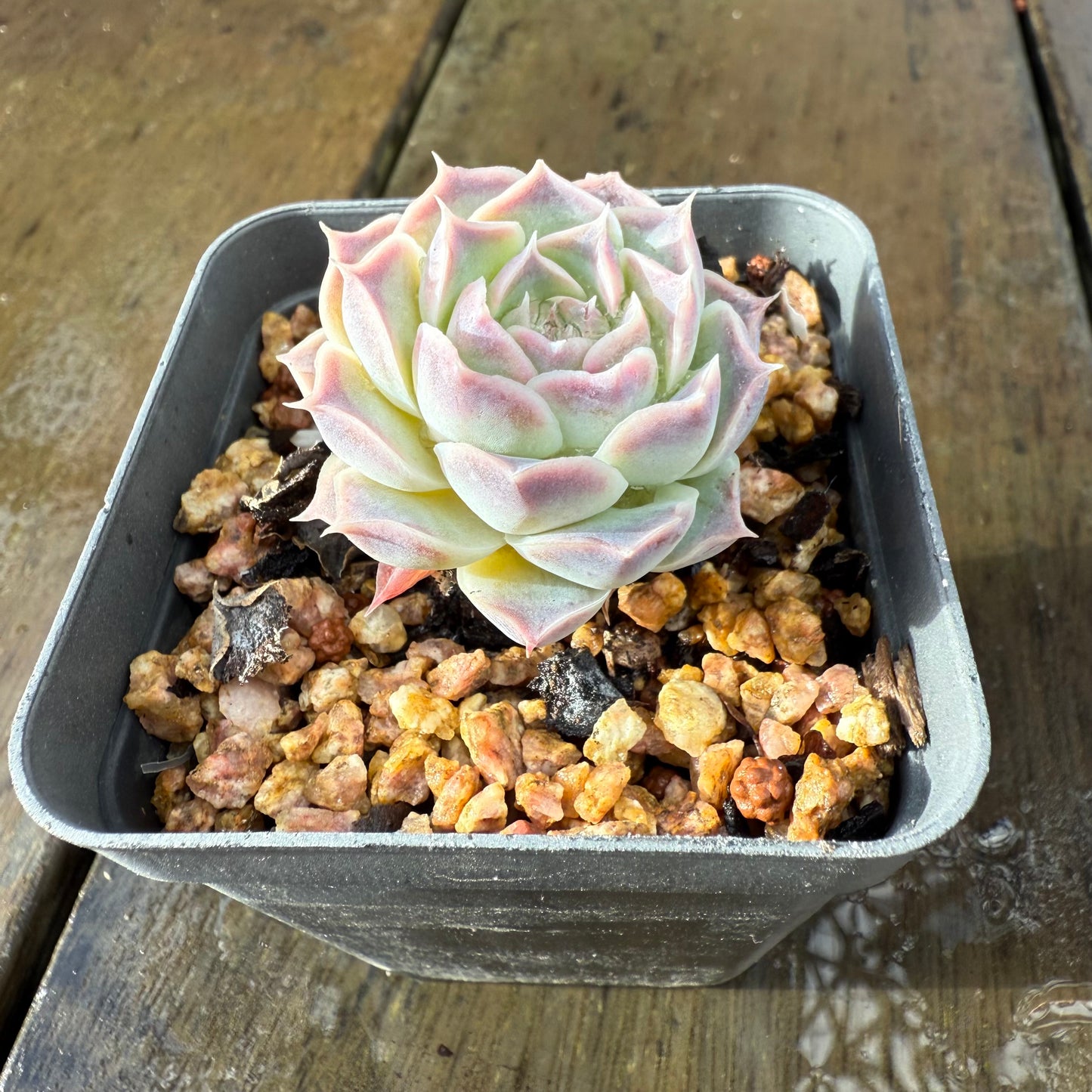 1006 Echeveria Gilo