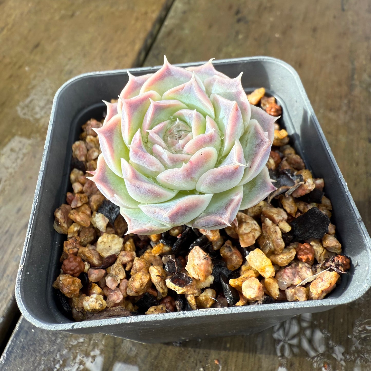 1006 Echeveria Gilo