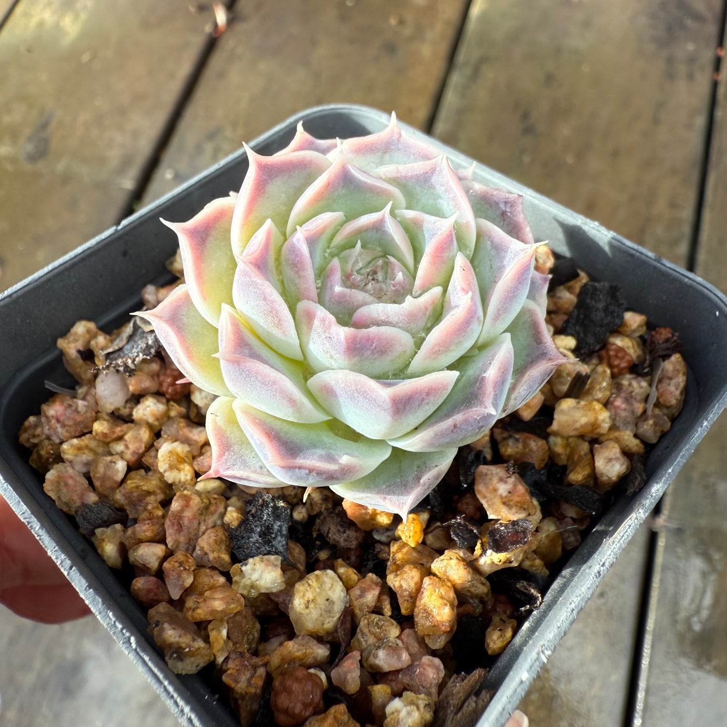 1006 Echeveria Gilo
