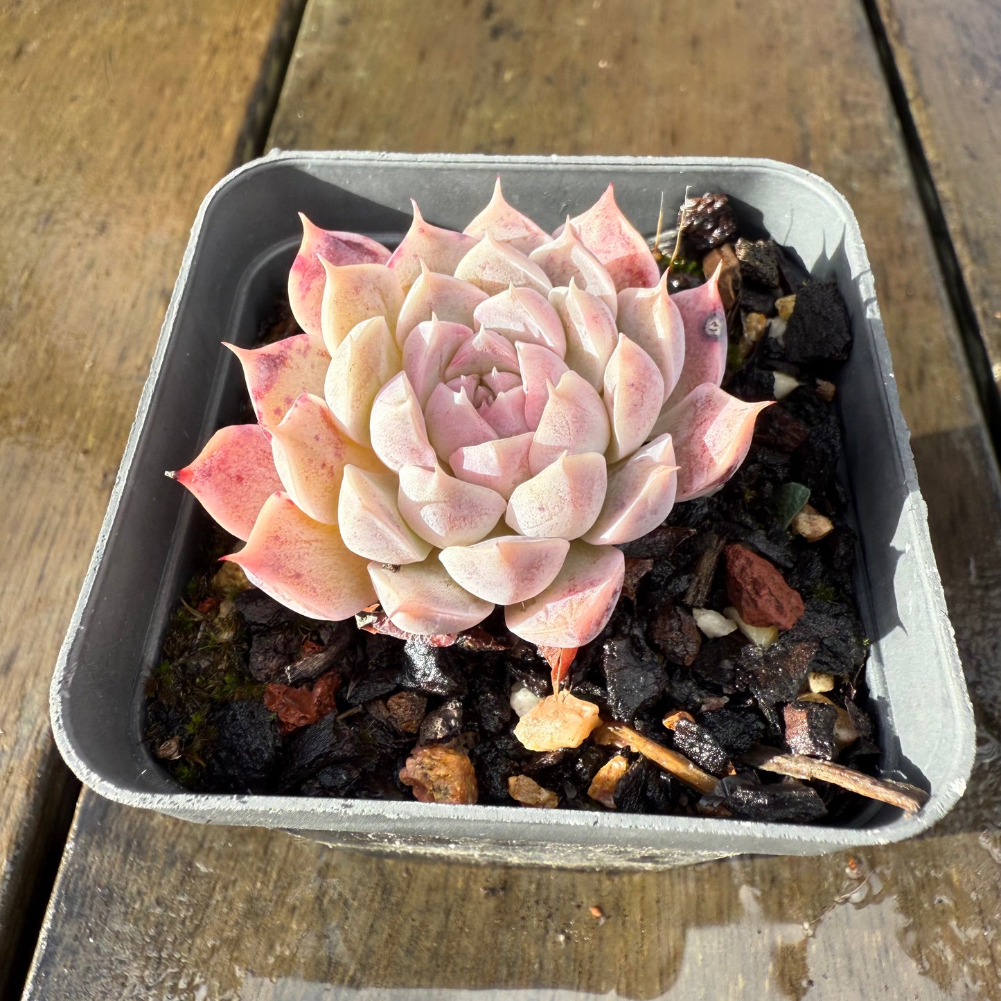 1006 Echeveria Queen 'Purple Heart'