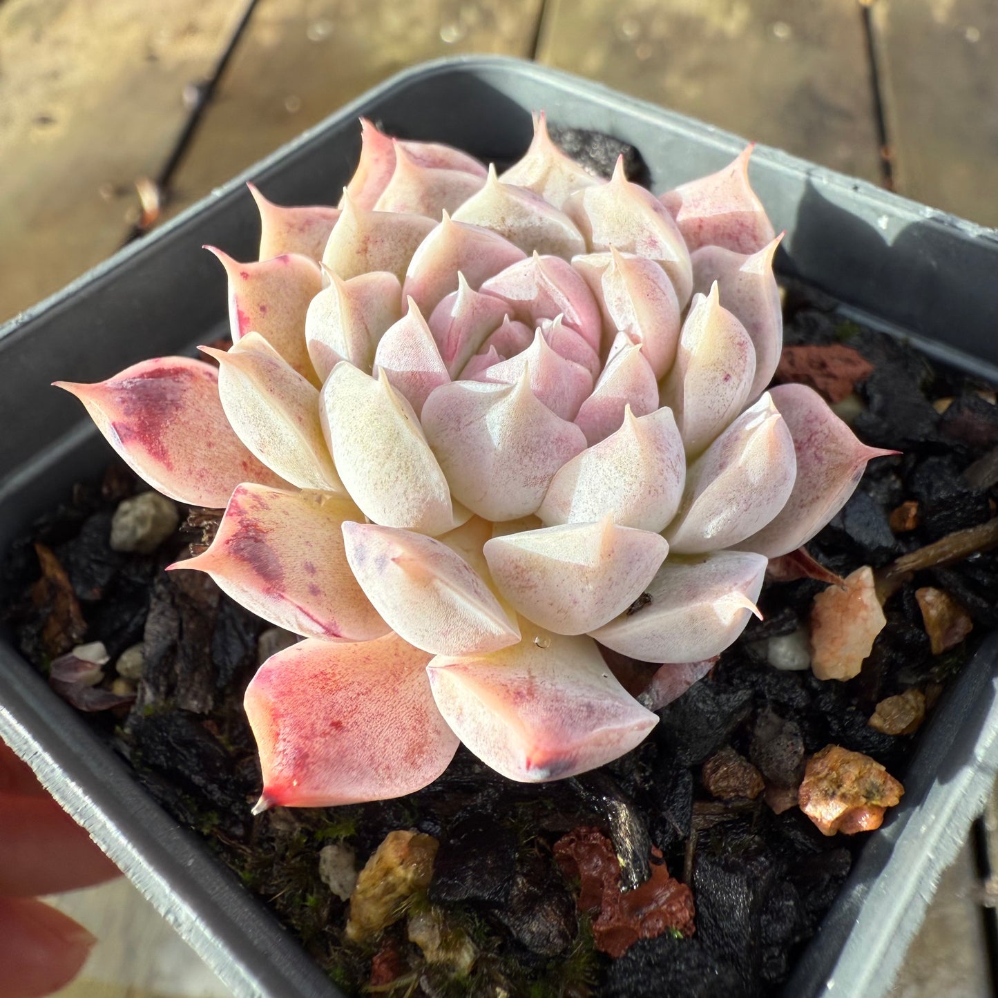 1006 Echeveria Queen 'Purple Heart'