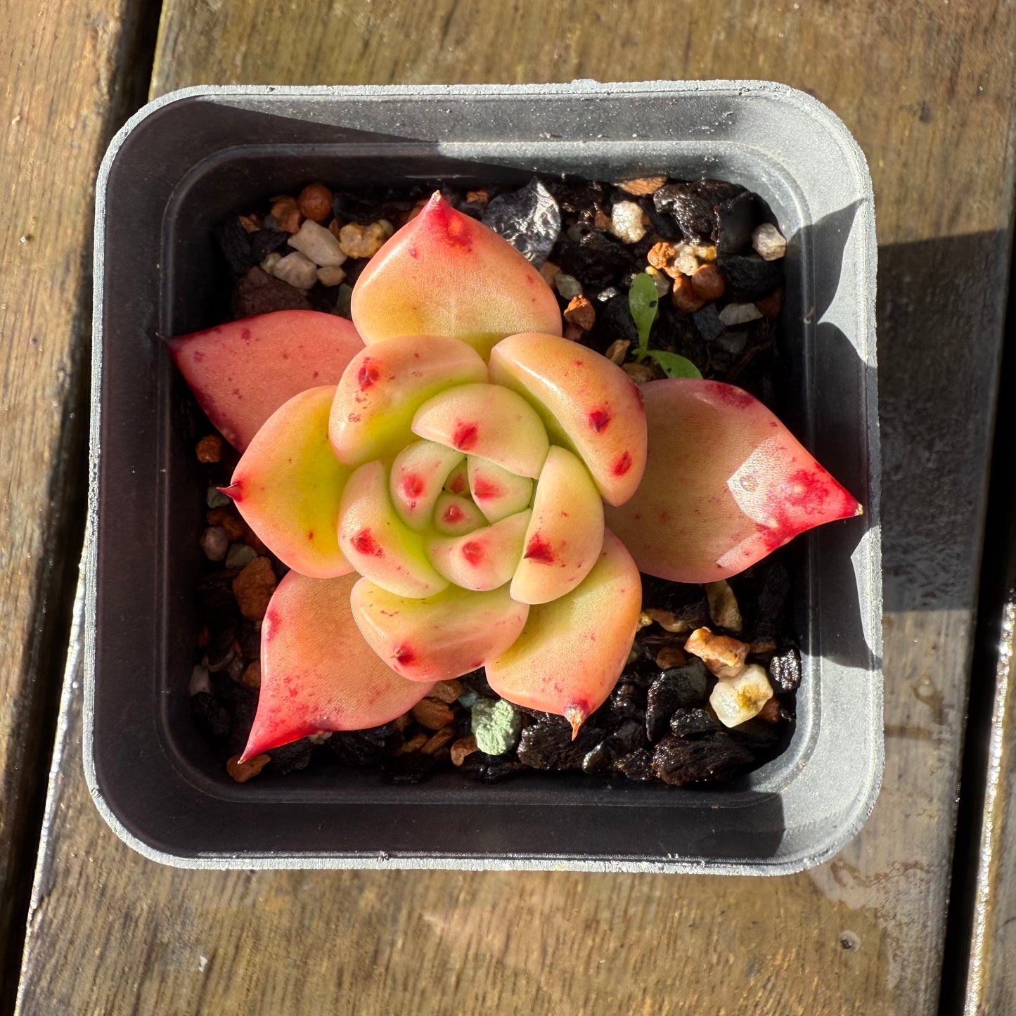 1006 Echeveria Ebony x Romeo