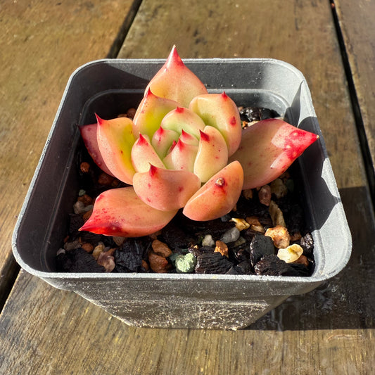 1006 Echeveria Ebony x Romeo