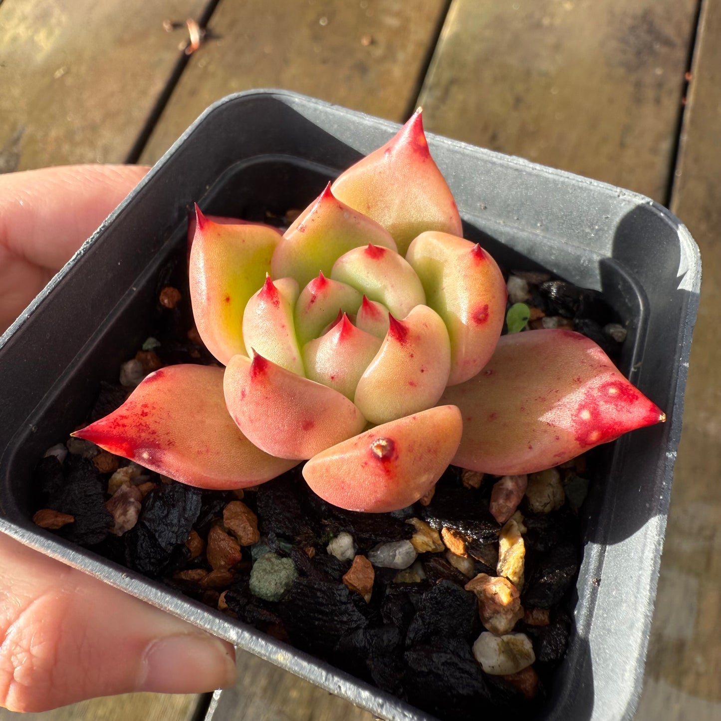 1006 Echeveria Ebony x Romeo