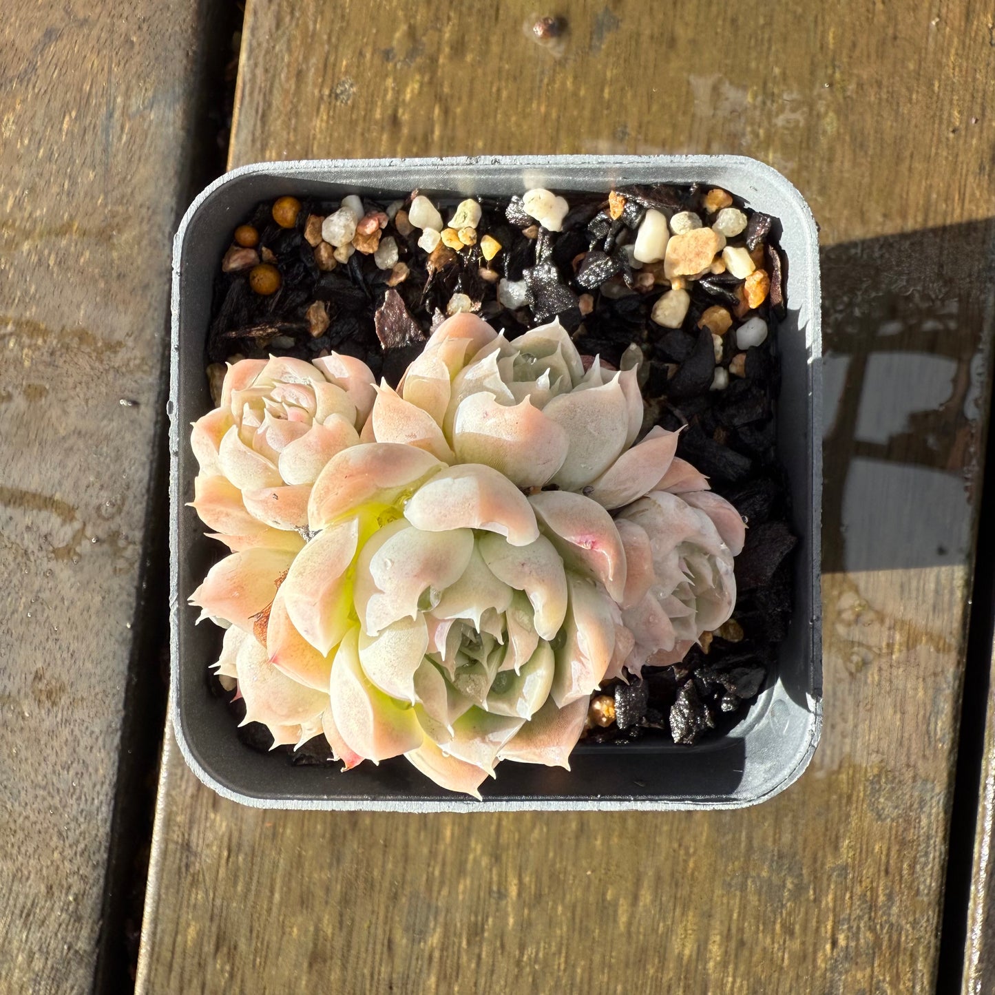 1006 Echeveria Rose Bud (Multi)