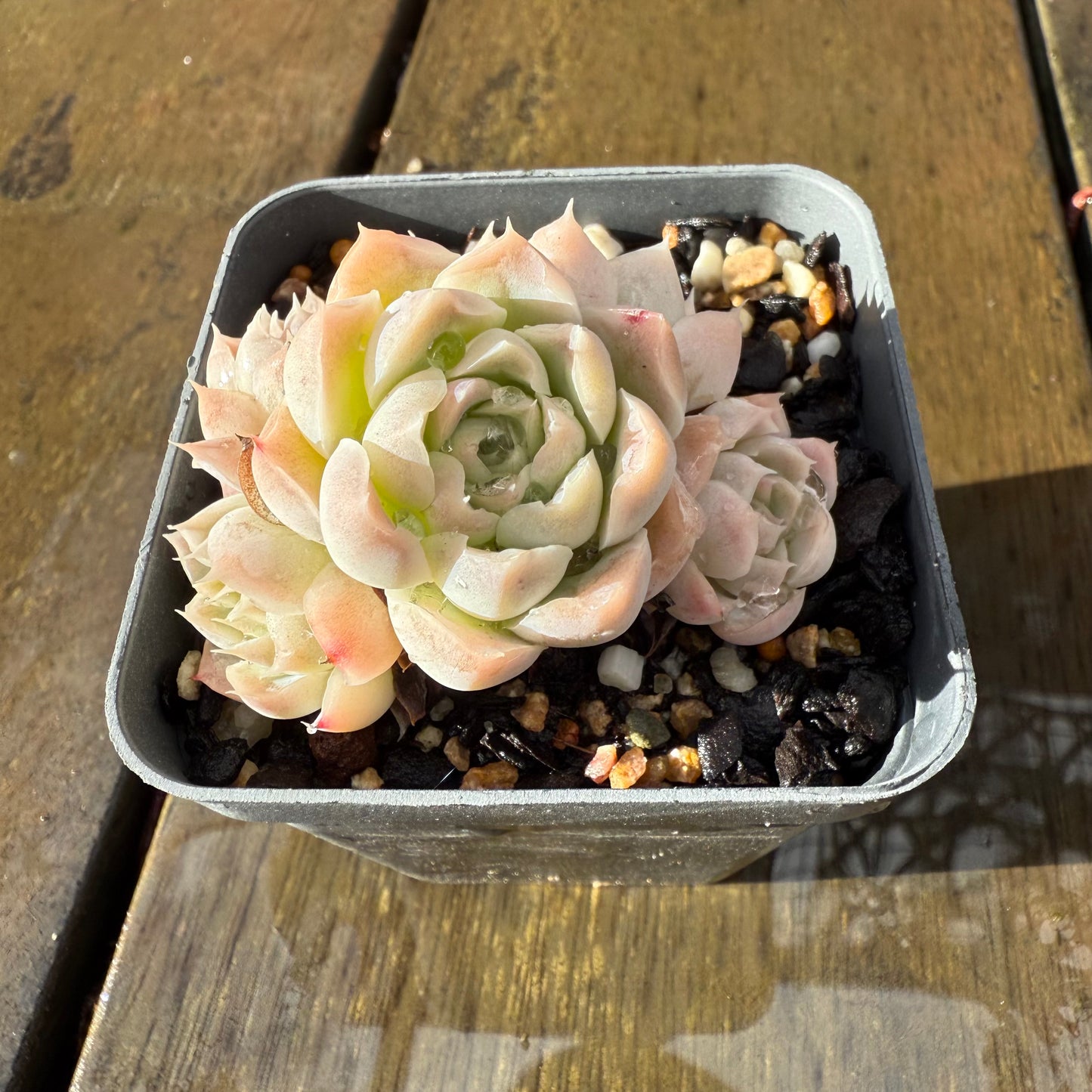 1006 Echeveria Rose Bud (Multi)