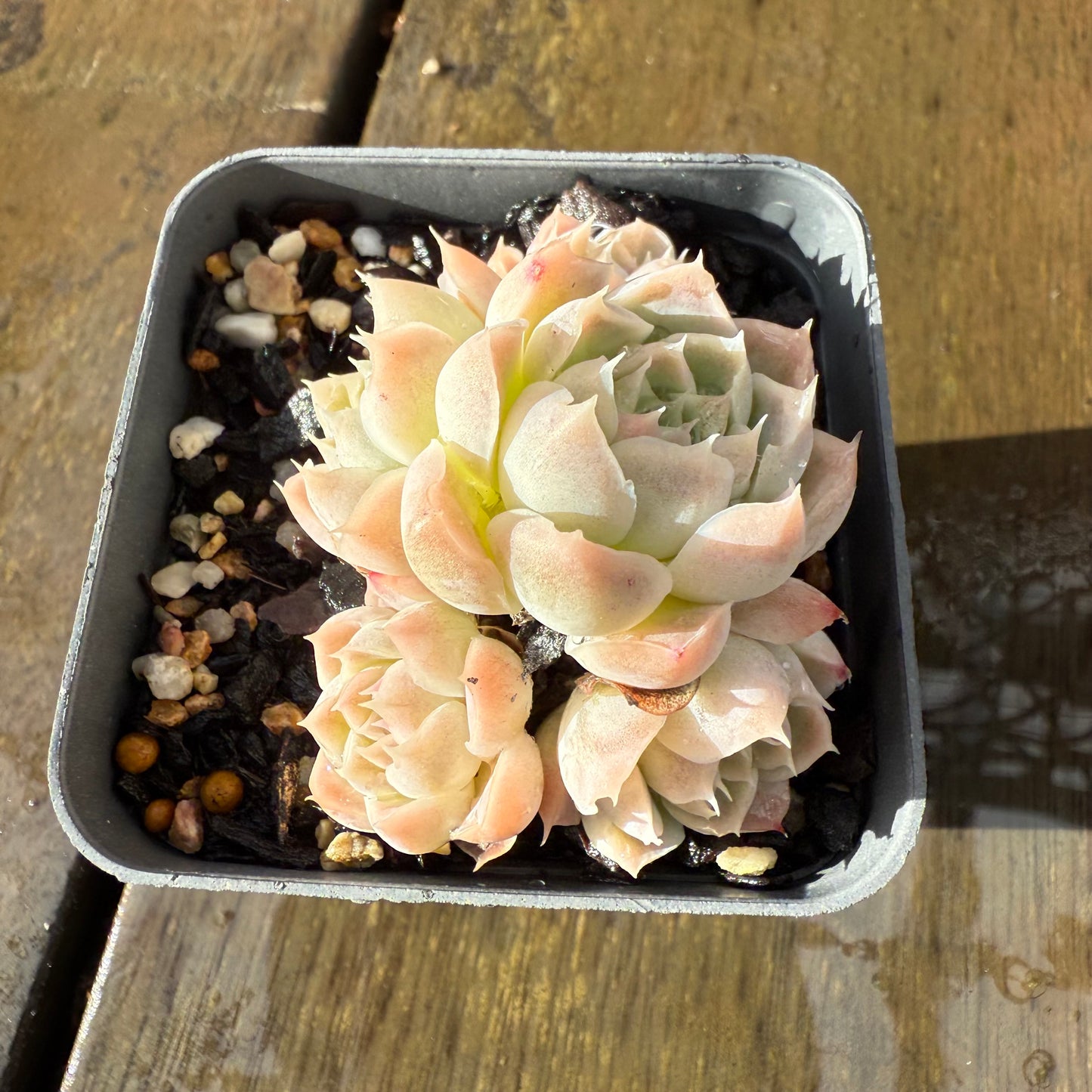 1006 Echeveria Rose Bud (Multi)