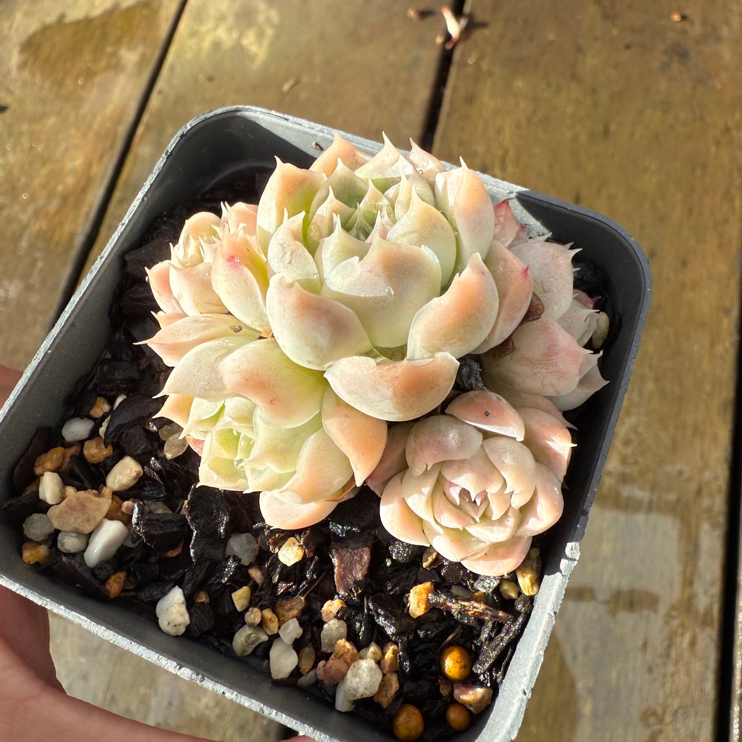 1006 Echeveria Rose Bud (Multi)