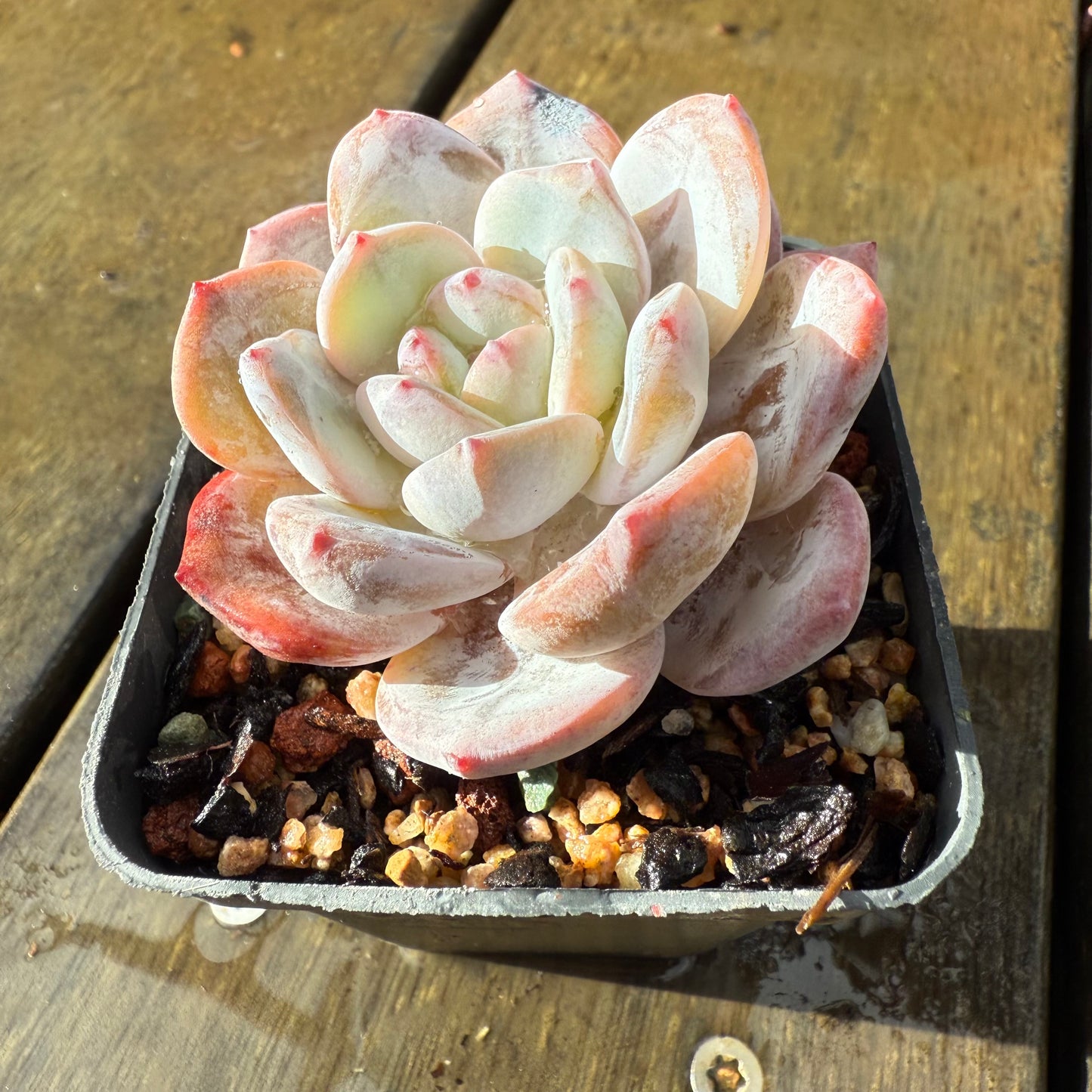 1006 Echeveria Trumso