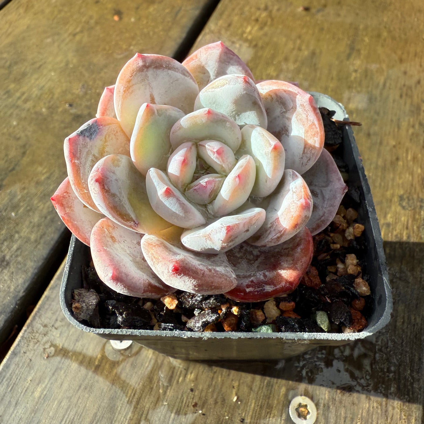 1006 Echeveria Trumso