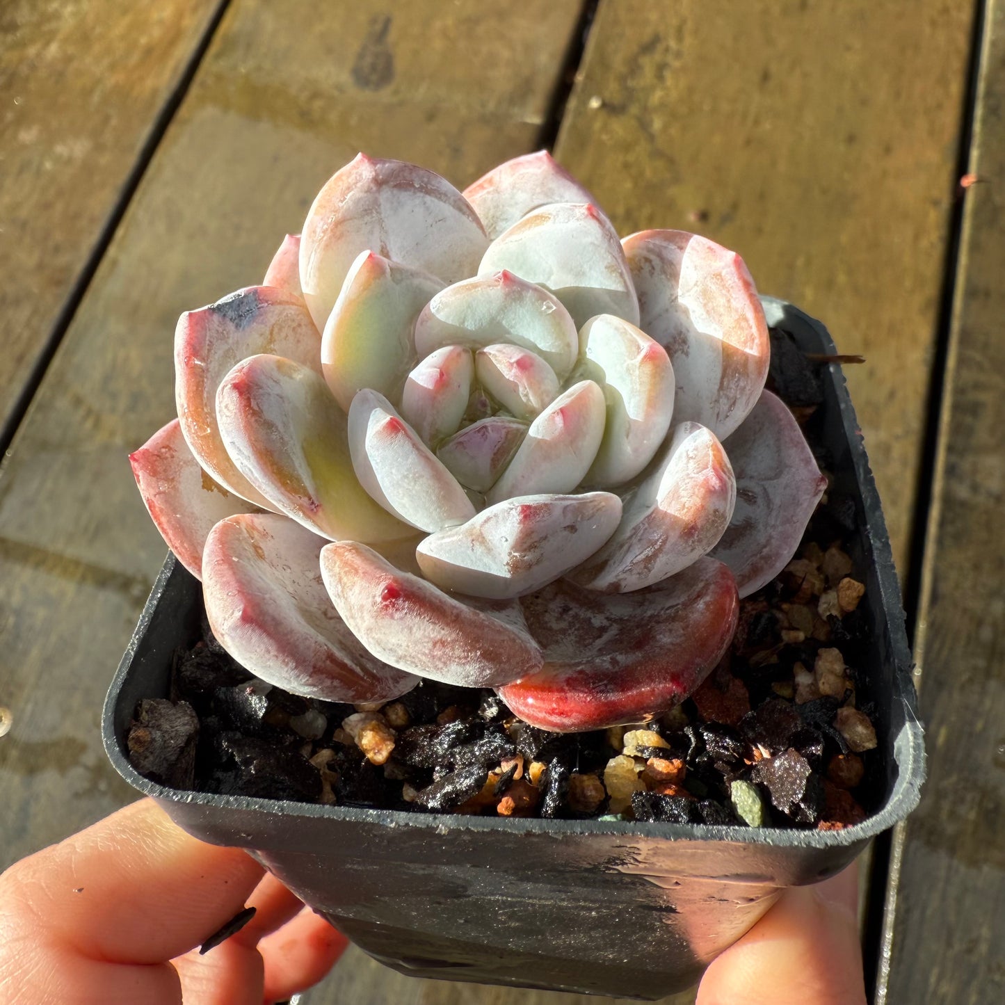 1006 Echeveria Trumso