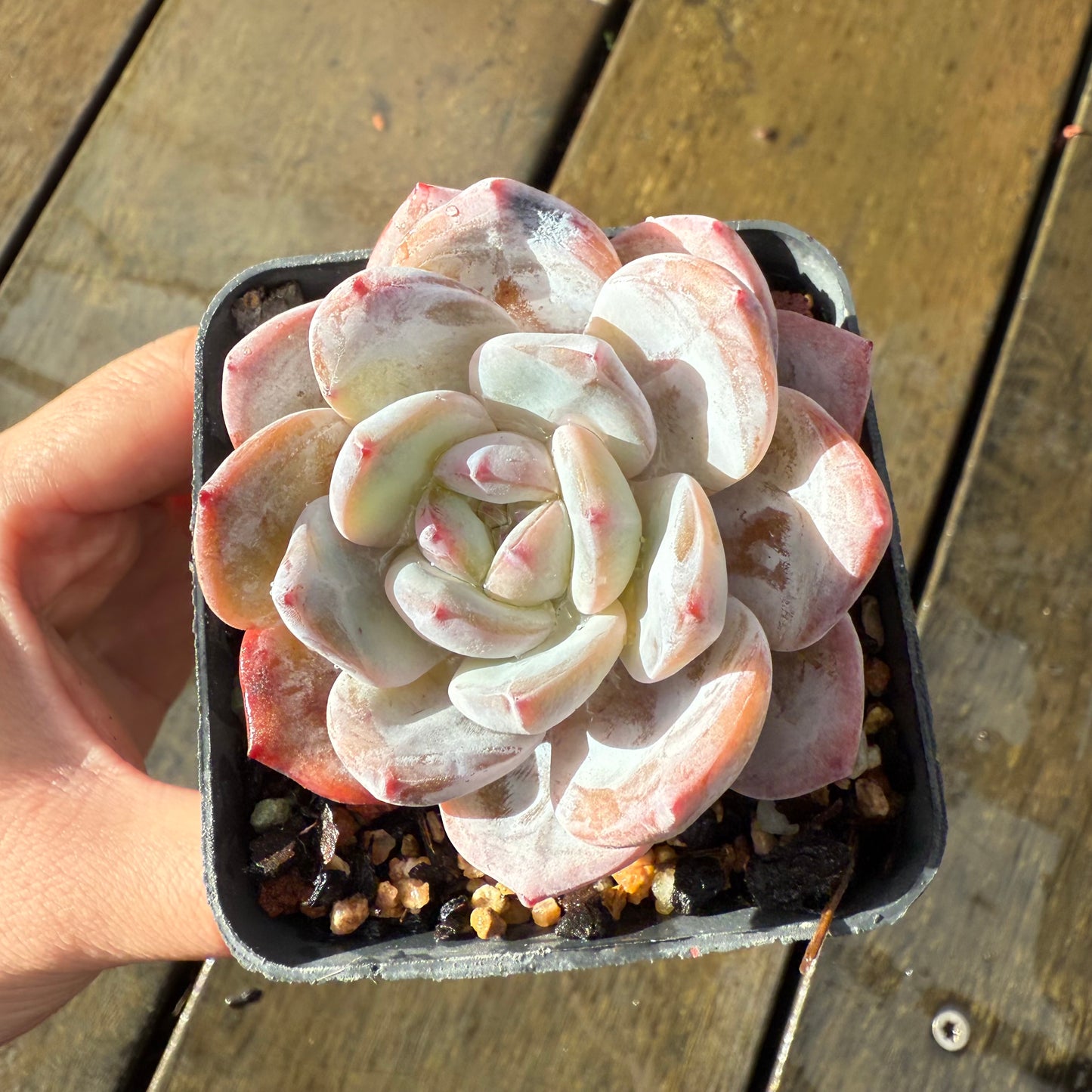 1006 Echeveria Trumso