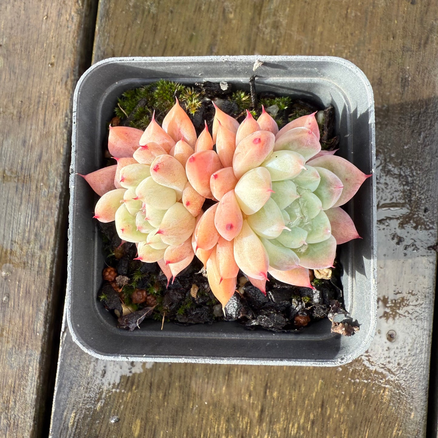 1006 Echeveria 'White King'