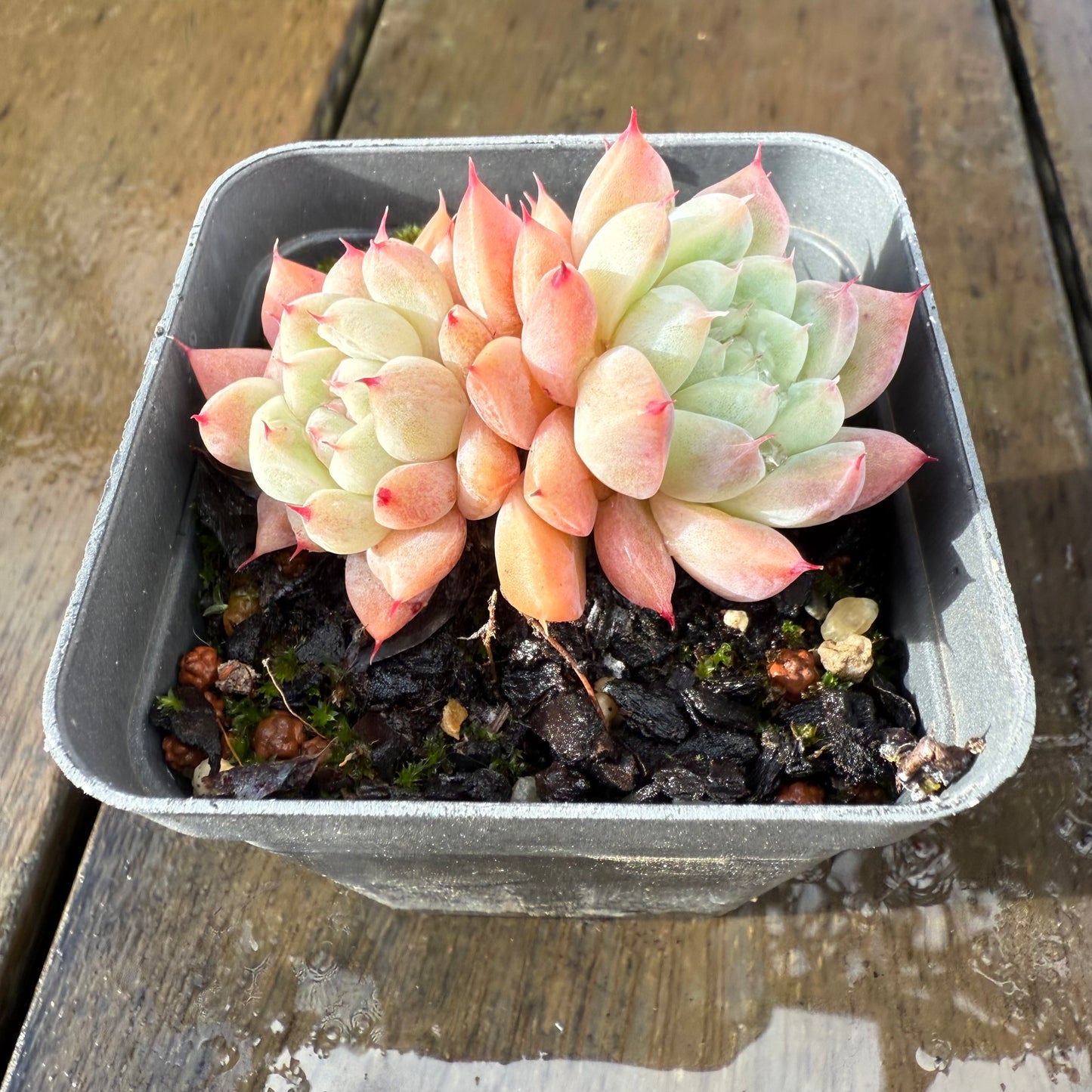 1006 Echeveria 'White King'