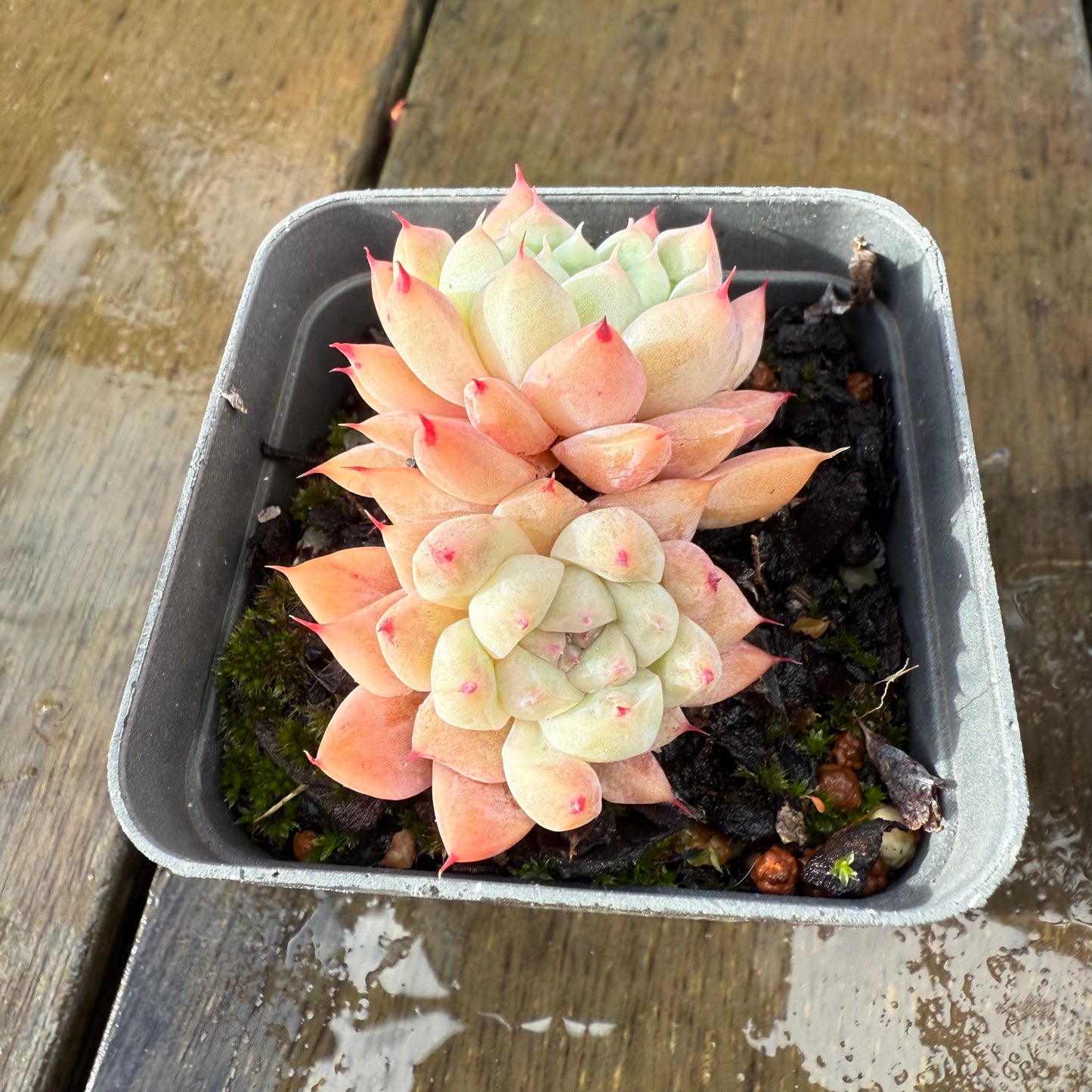 1006 Echeveria 'White King'