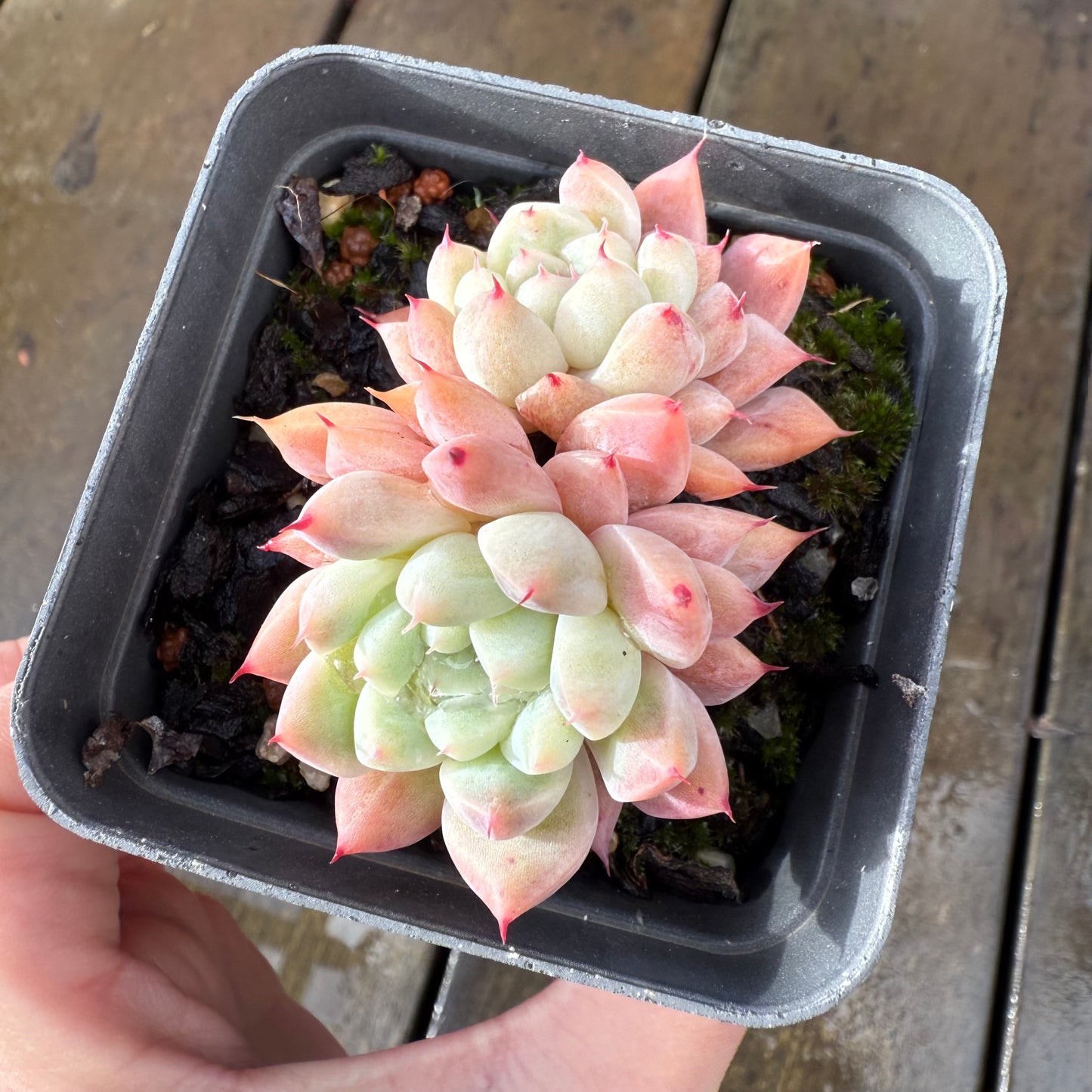 1006 Echeveria 'White King'