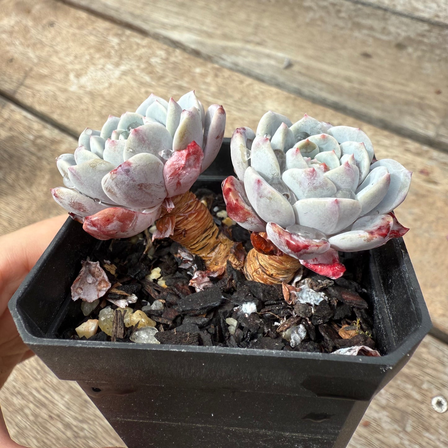 1103 阿曼达/拉皮 (双头)