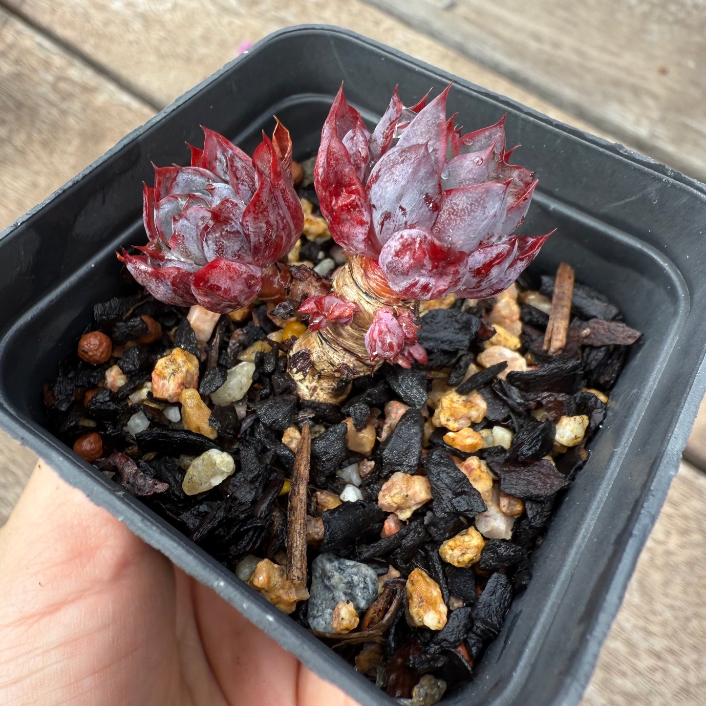 1103 Echeveria Dark Ice (multi)