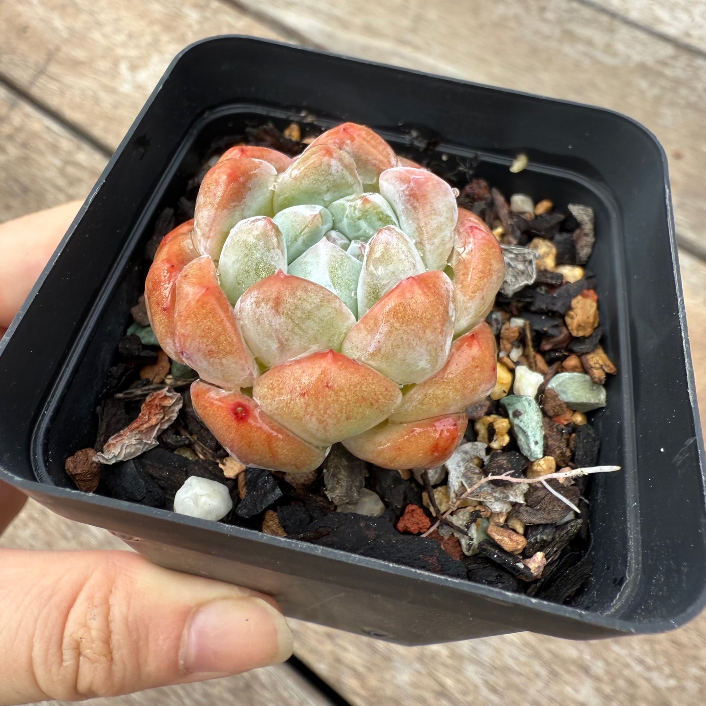 1103 Echeveria Orange Diamond